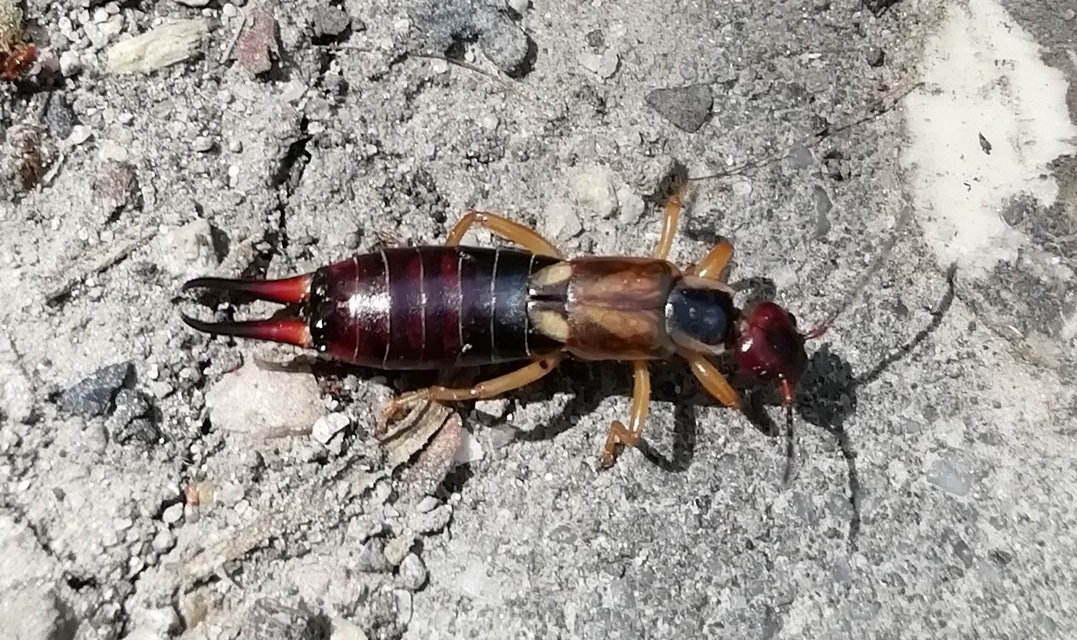 Forficula auricularia - közönséges fülbemászó