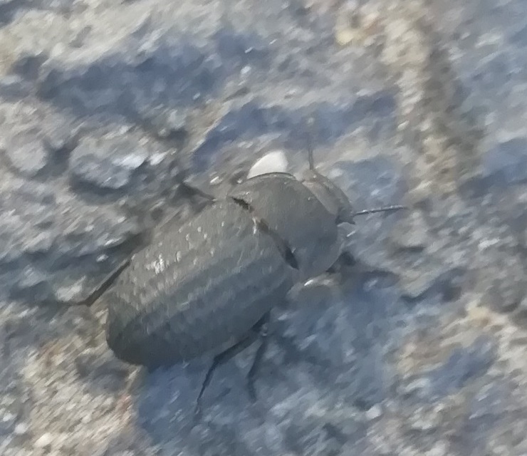 Opatrum sabulosum - sároshátú gyászbogár