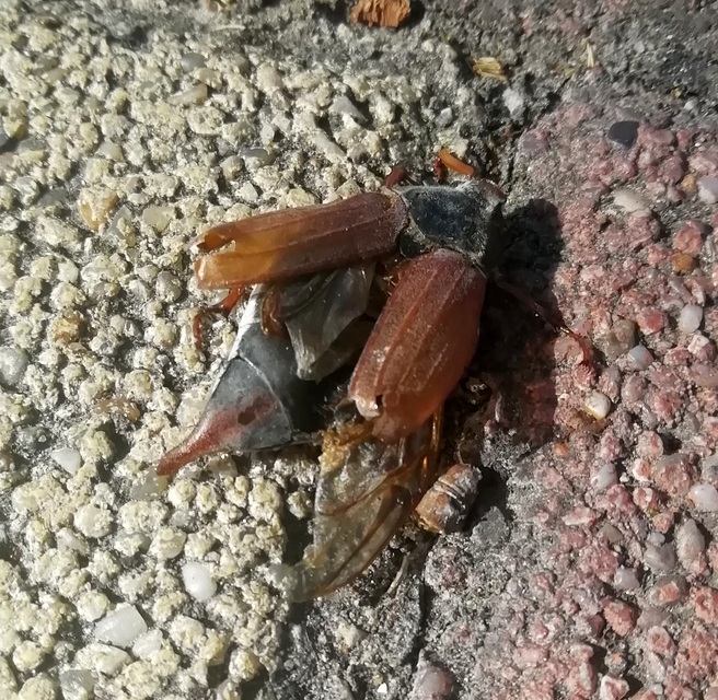 Melolontha melolontha - májusi cserebogár