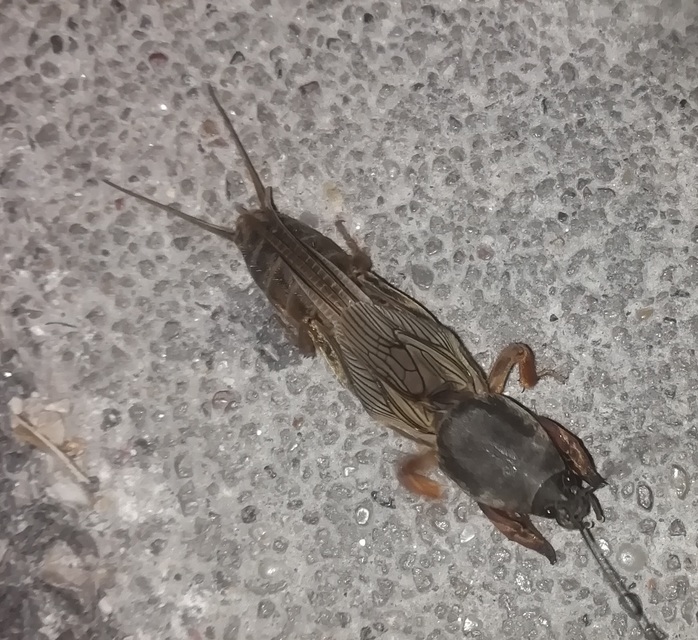 Gryllotalpa