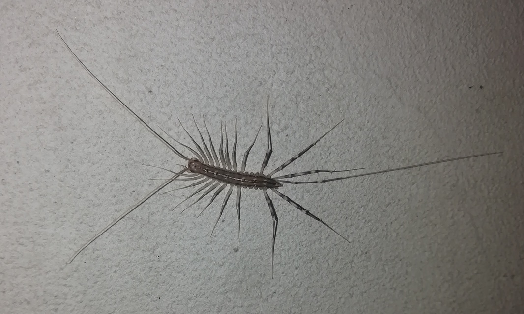 Scutigera coleoptrata - légyölő pókszázlábú