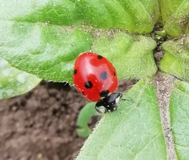 Coccinella septempunctata - hétpettyes katica