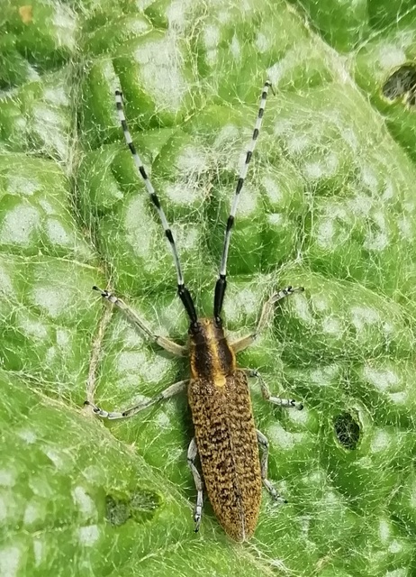 Agapanthia villosoviridescens - fehérgyűrűs bogáncscincér