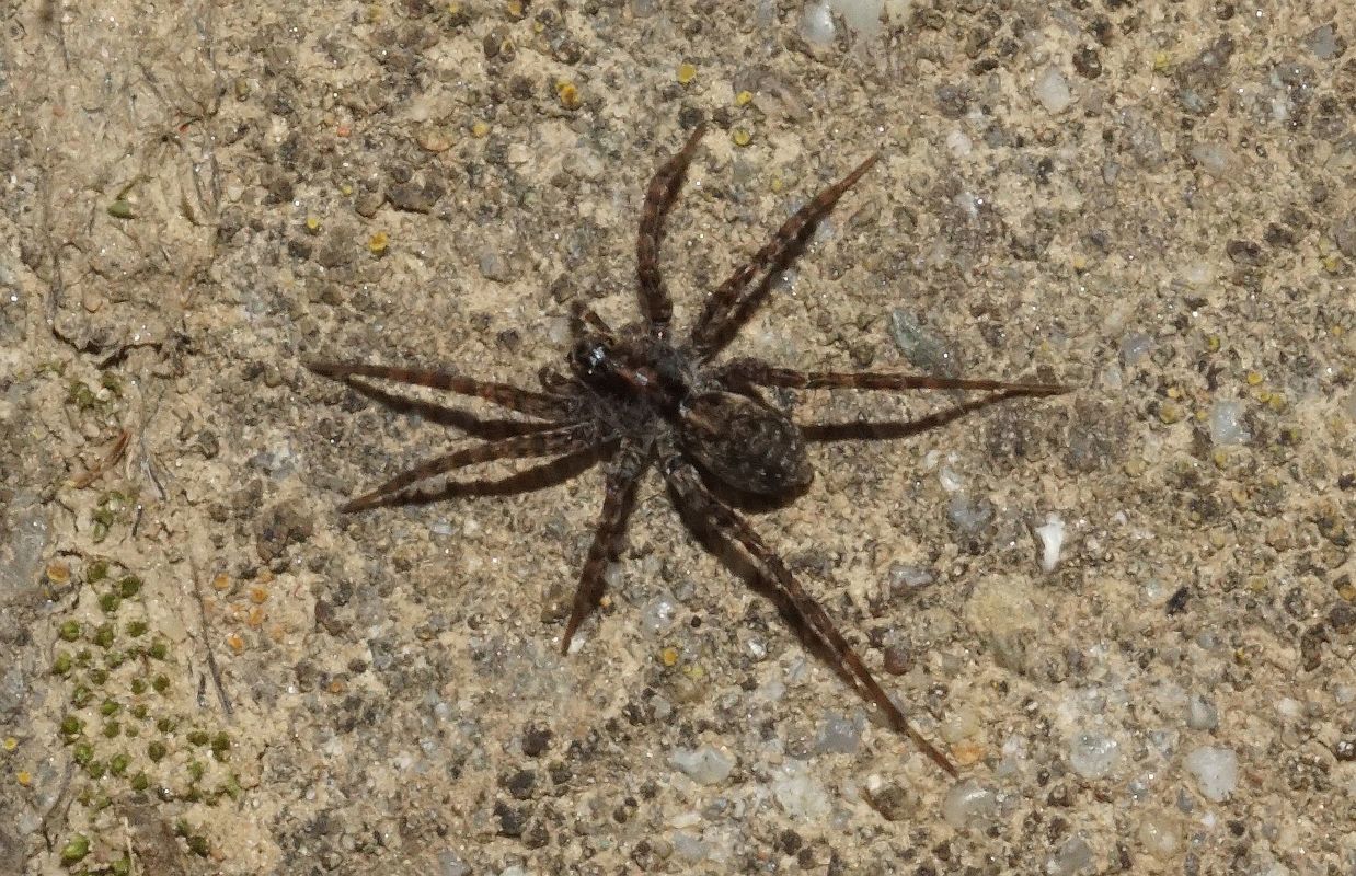 Pardosa prativaga