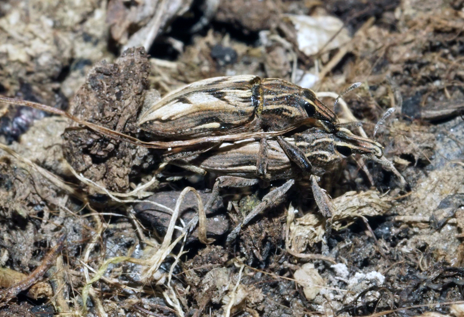 Coniocleonus nigrosuturatus - nyíljegyes barkó