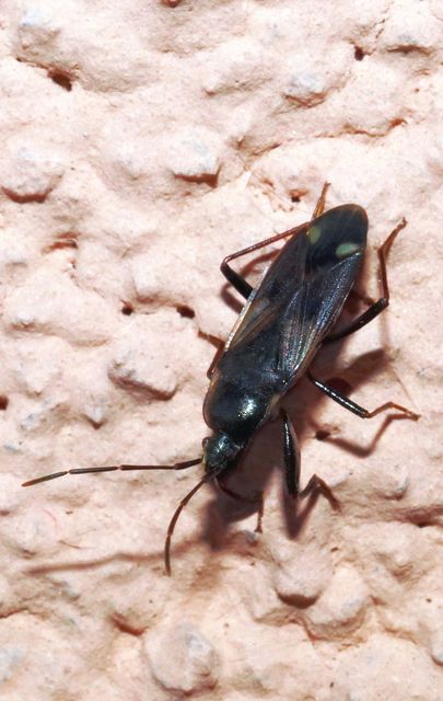 Eremocoris fenestratus - avarbodobács