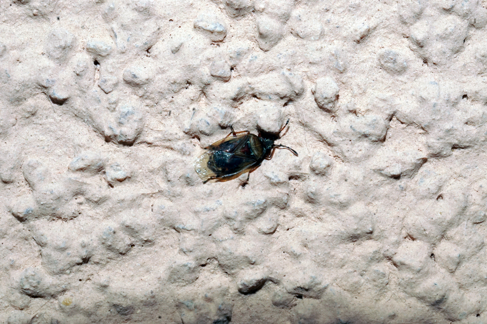 Kleidocerys resedae - nyírbodobács