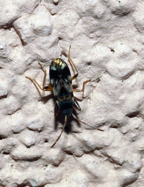 Scolopostethus affinis - tarka csalánbodobács