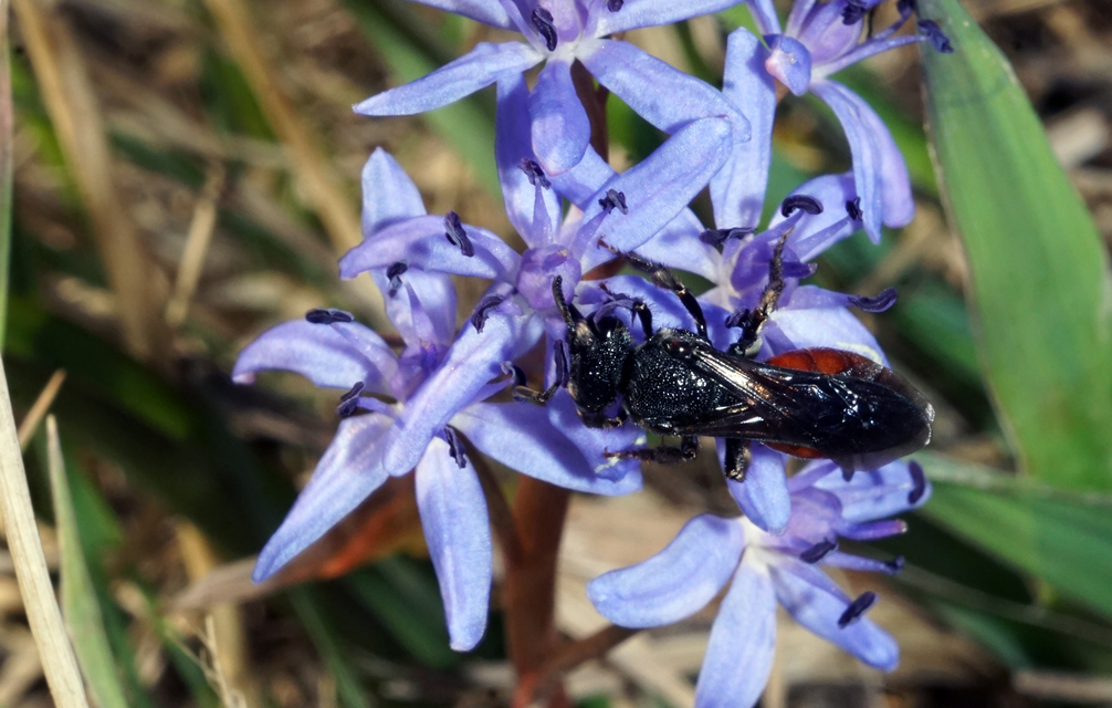 Sphecodes albilabris - nagy piroshasúméh