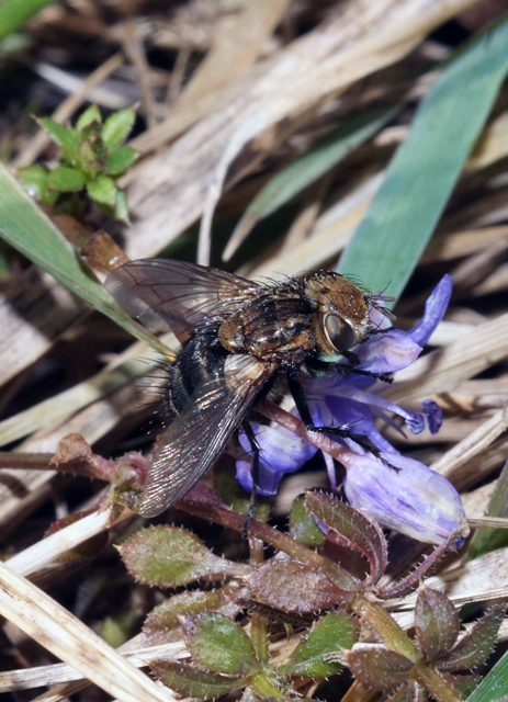 Tachinidae - fürkészlegyek
