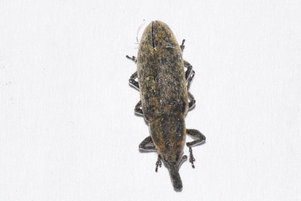 Lixus cardui - bogáncsfúró dudvabarkó
