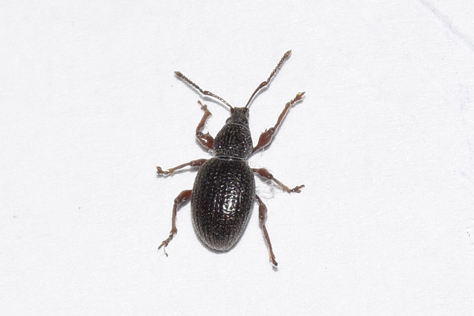 Otiorhynchus ovatus - apró gyalogormányos