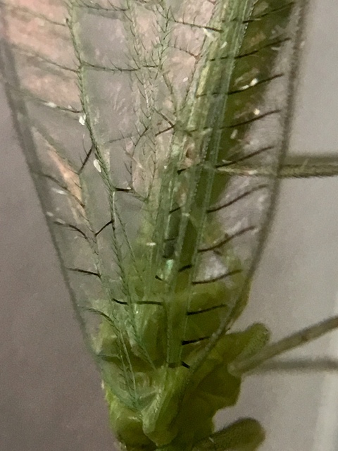 Chrysopidae - zöldfátyolkák