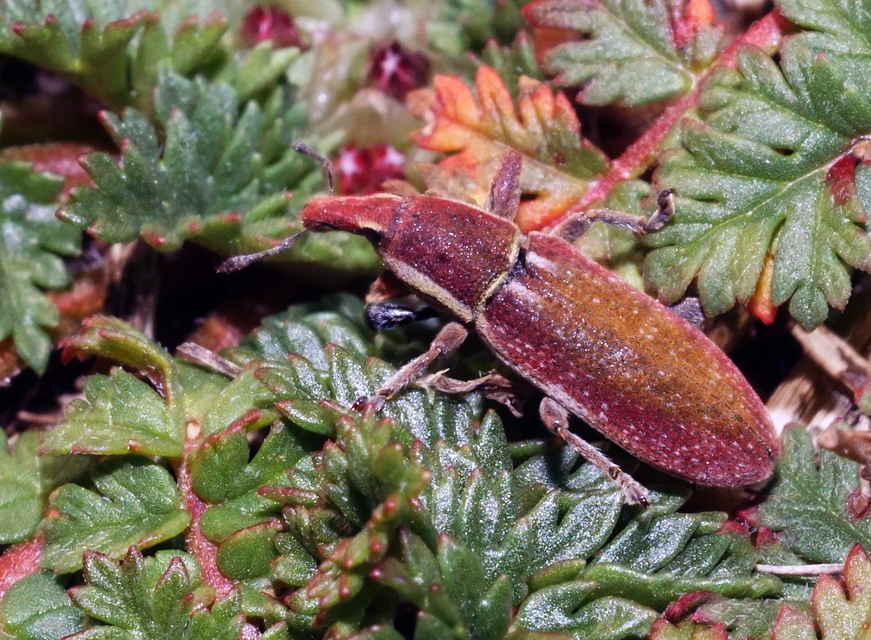 Lixus vilis - gémorr-dudvabarkó