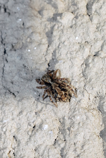 Pseudeuophrys