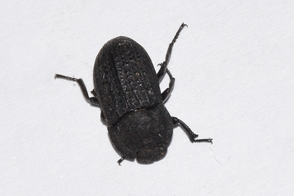Opatrum sabulosum - sároshátú gyászbogár