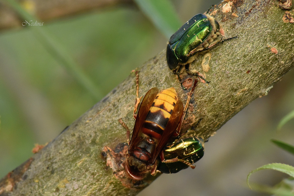 Cetonia aurata - aranyos virágbogár
