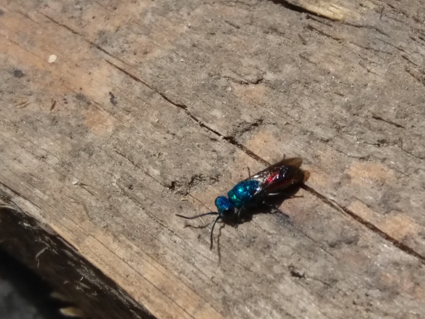 Chrysididae - fémdarazsak