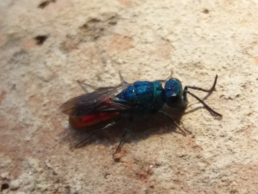 Chrysididae - fémdarazsak