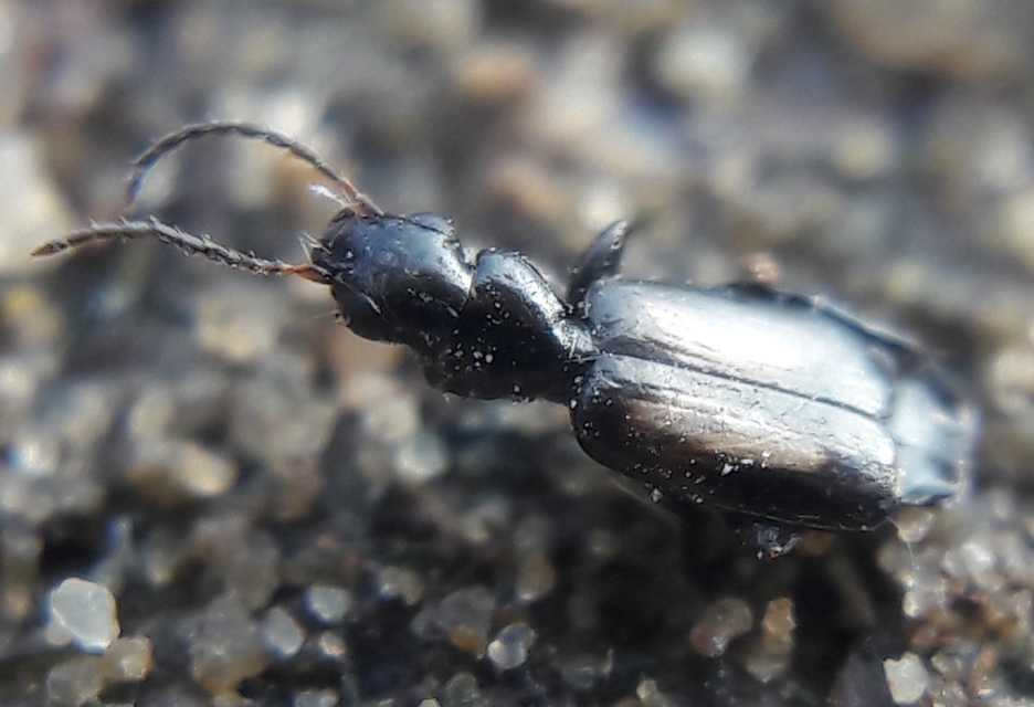 Microlestes plagiatus - sárgafoltos parányfutó