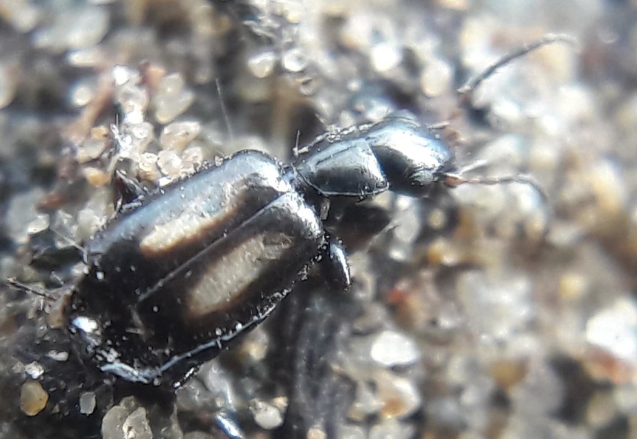 Microlestes plagiatus - sárgafoltos parányfutó