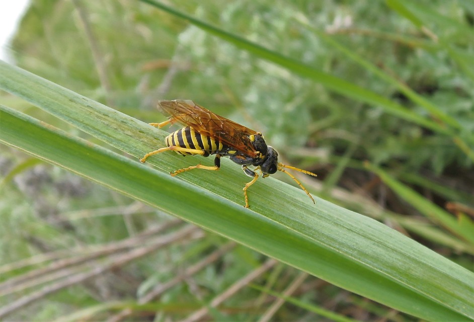 Tenthredinidae - valódi levéldarazsak