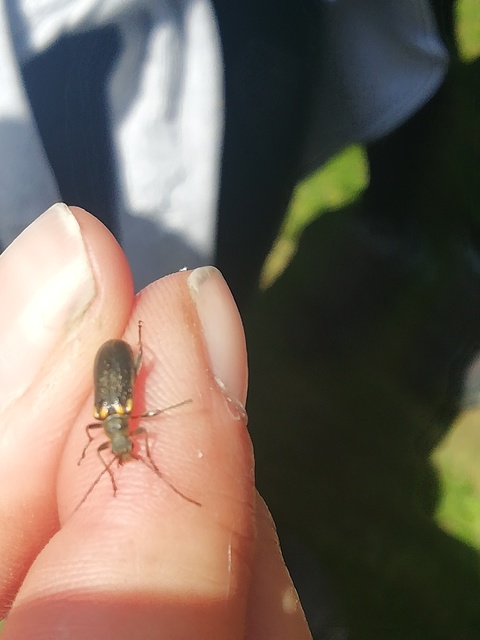 Cortodera humeralis - négyfoltos cserjecincér