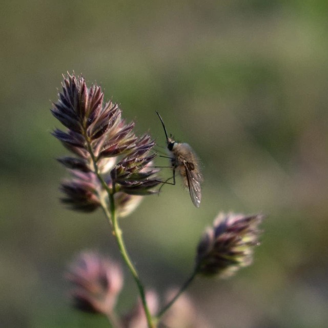Bombylius cinerascens