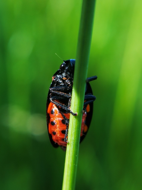 Cercopis sanguinolenta