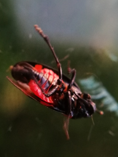 Cercopis arcuata