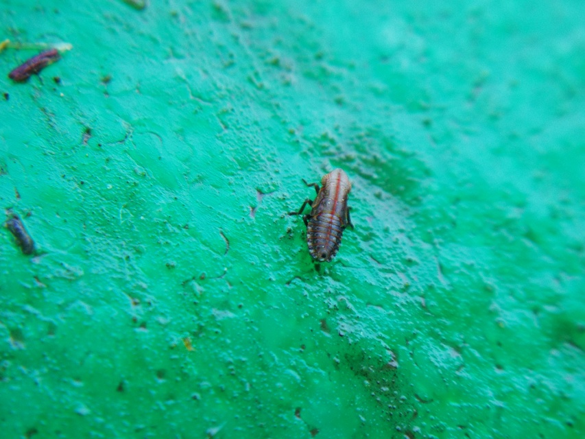 Cicadellidae - mezeikabócák