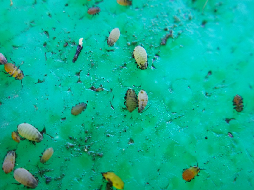 Aphididae - valódi levéltetvek