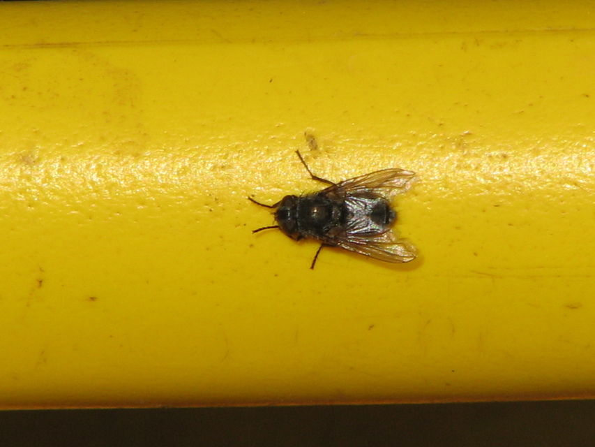 Muscidae - igazi legyek