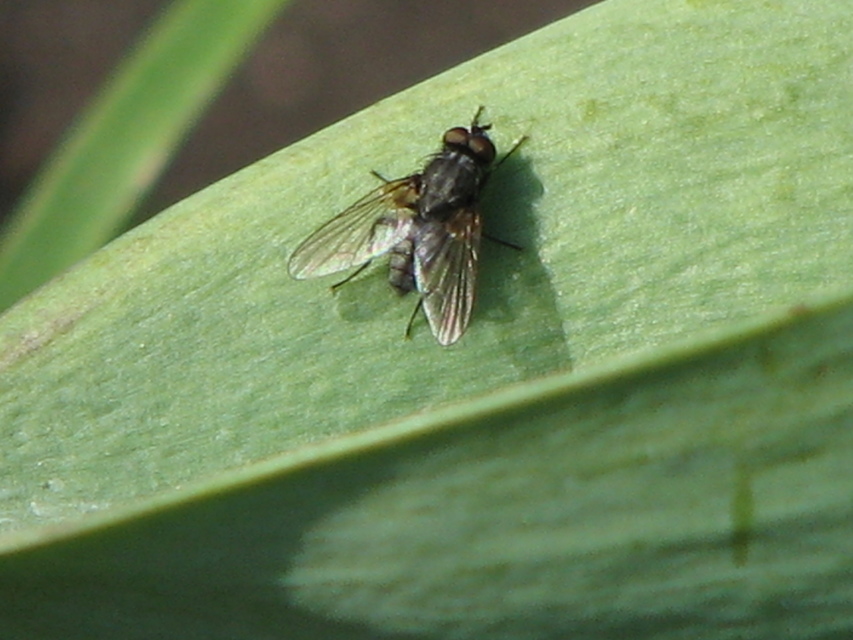 Anthomyiidae - viráglegyek