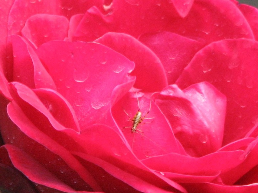 Phaneroptera
