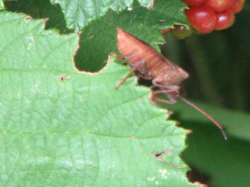 Coreus marginatus - közönséges karimáspoloska
