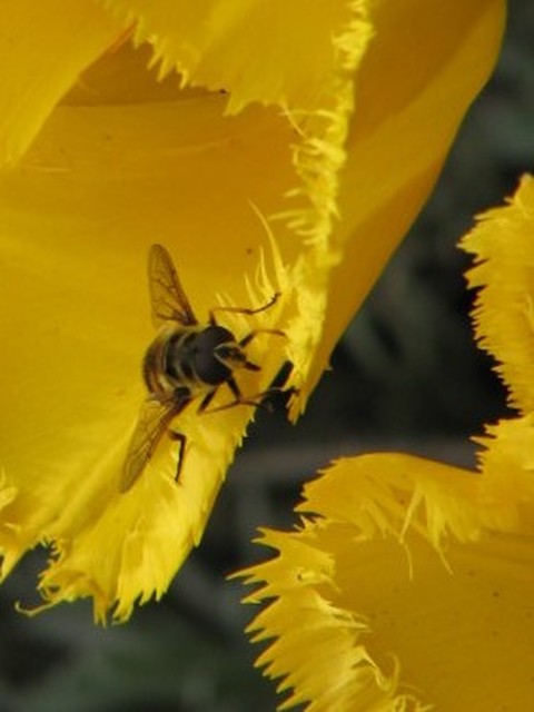 Myathropa florea - halálfejes odúlégy
