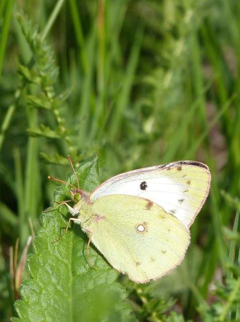 Colias alfacariensis - déli kéneslepke