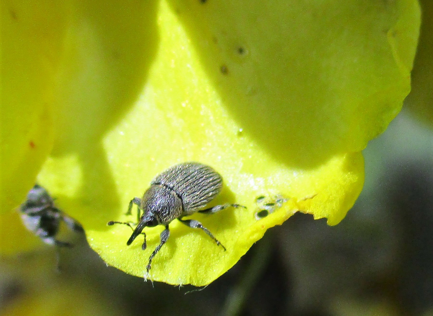 Rhinusa tetra - magtoklakó ökörfarkkóró-ormányos