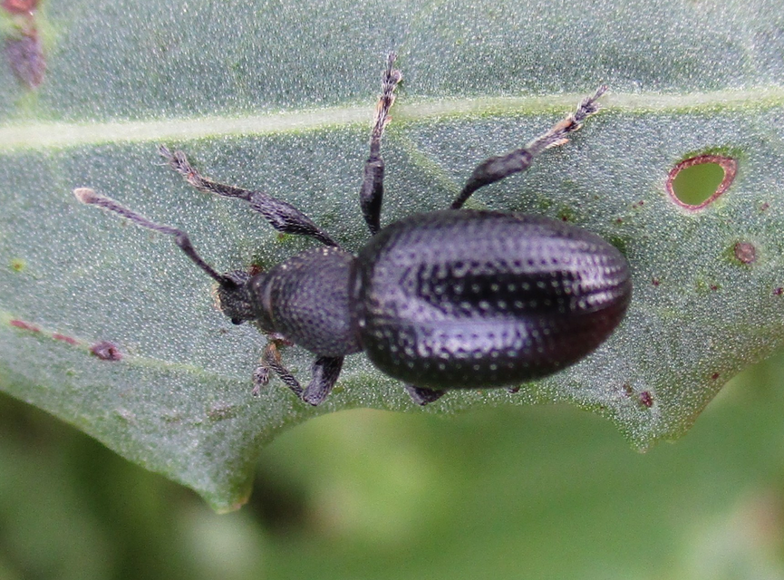 Otiorhynchus