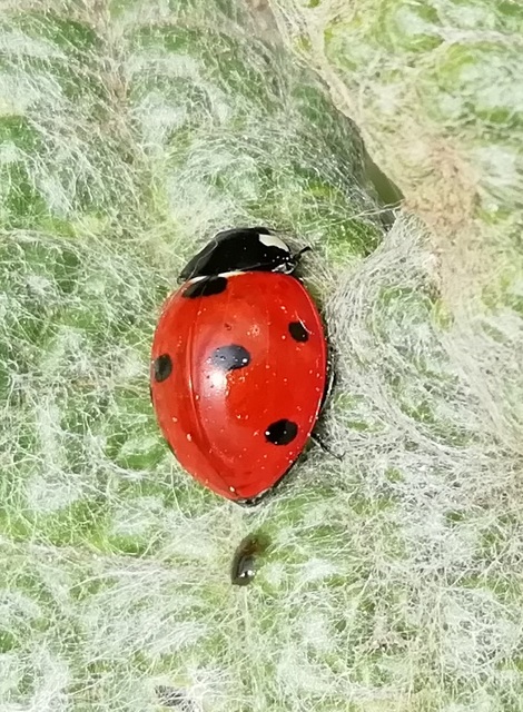 Coccinella septempunctata - hétpettyes katica