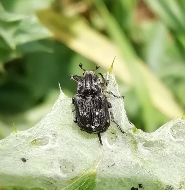 Valgus hemipterus - suta virágbogár