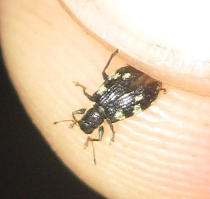 Polydrusus picus - pikkelyfoltos lombormányos