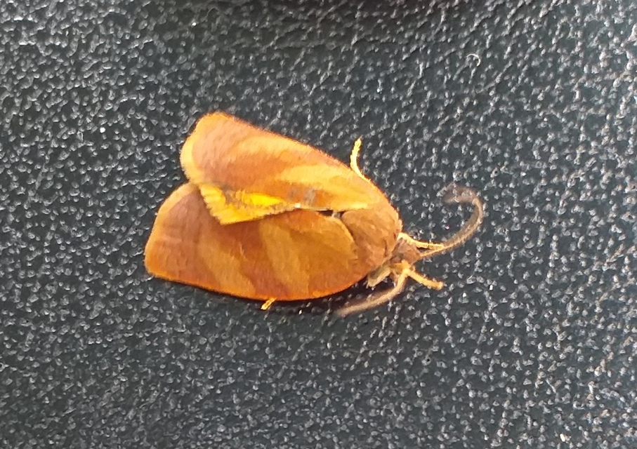 Cacoecimorpha pronubana - szegfű-sodrómoly