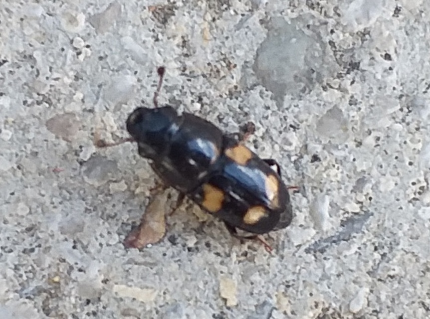 Glischrochilus quadrisignatus - amerikai fénybogár Glischrochilus quadrisignatus - amerikai fénybogár