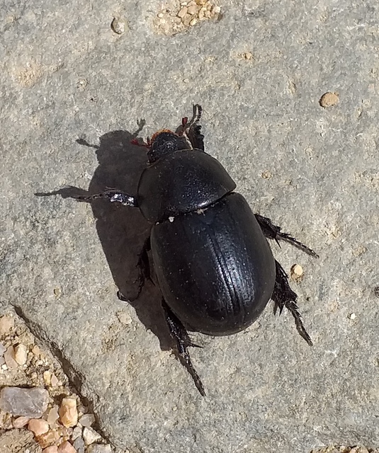 Pentodon idiota - butabogár