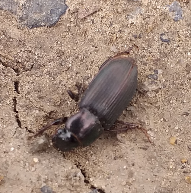 Harpalus distinguendus - mezei lomhafutó