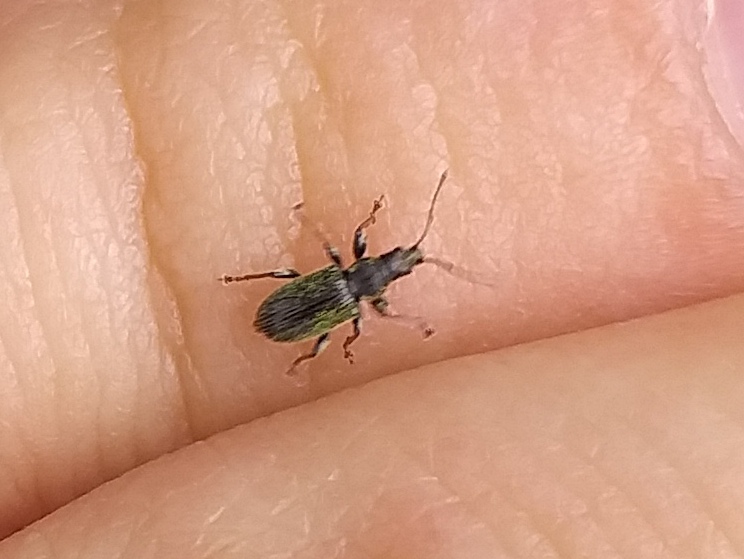 Phyllobius betulinus - változékony levélormányos