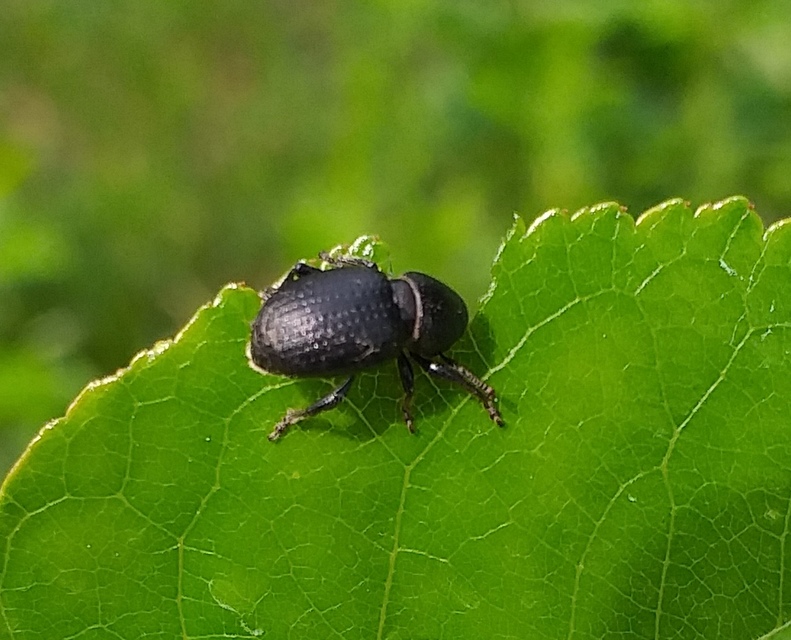 Psallidium maxillosum - fekete barkó