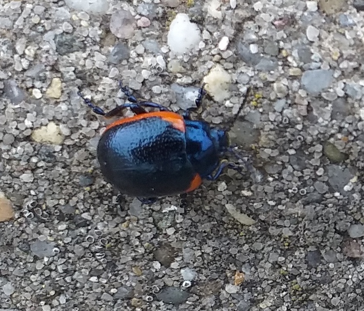 Chrysolina rossia - trapézhátú szegélyeslevelész